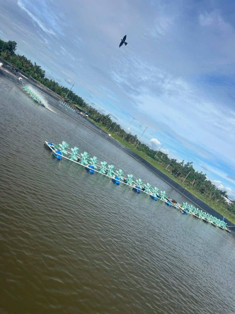 Hàng dàn quạt nối tiếp nhau giữa ao