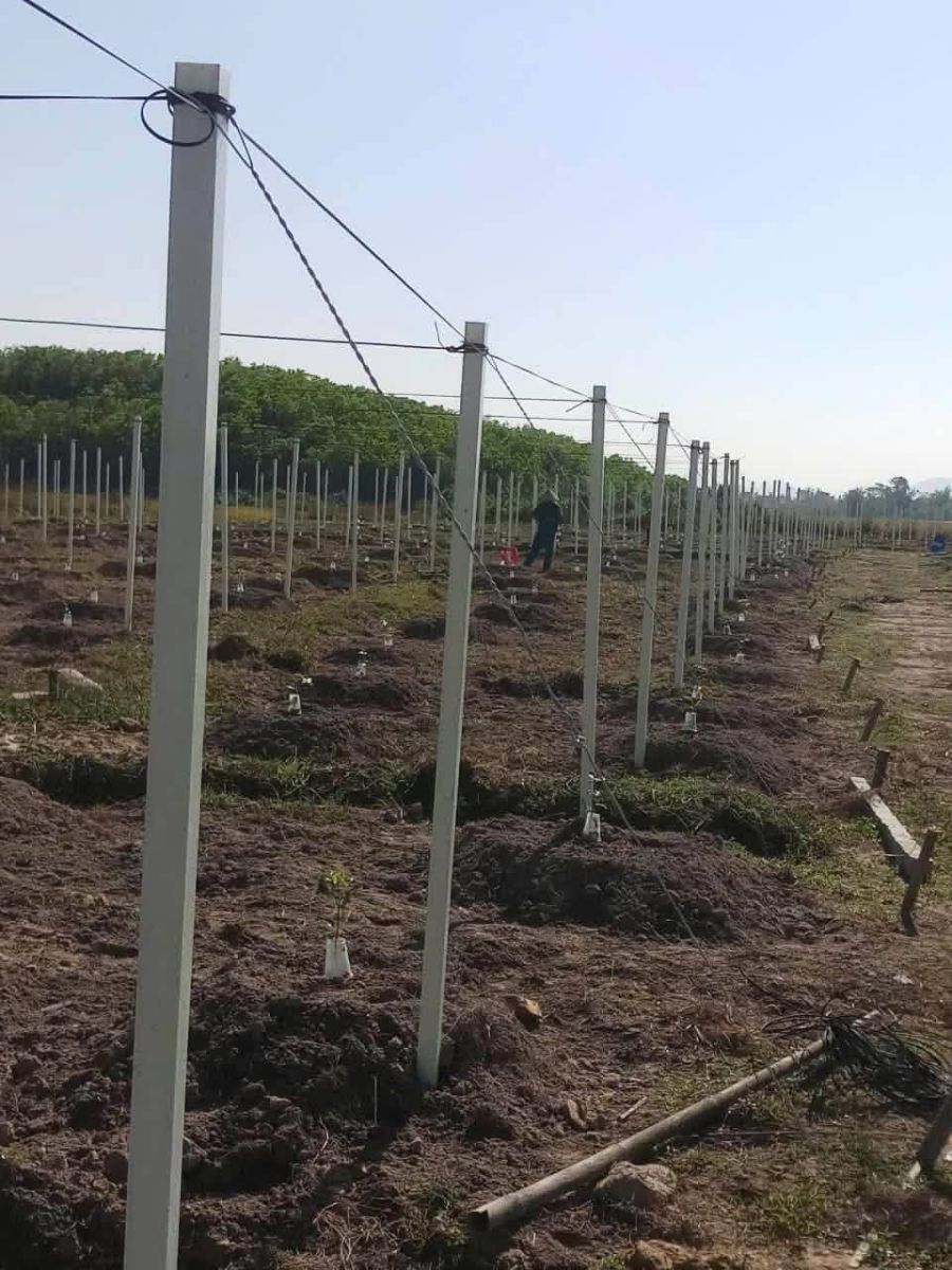 Cột composite giăng dây ruộng